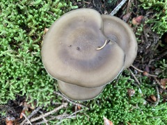 Lyophyllum aemiliae