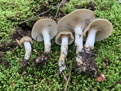 Lyophyllum aemiliae