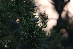 Juniperus monosperma