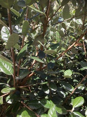 Feijoa