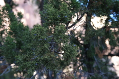 Juniperus monosperma
