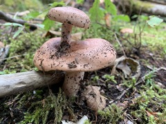 Lactarius vinaceorufescens