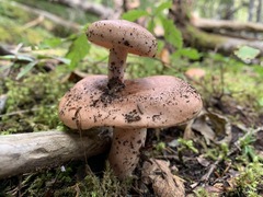 Lactarius vinaceorufescens