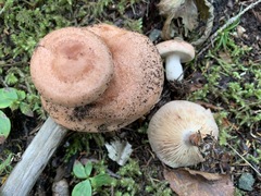 Lactarius vinaceorufescens