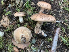 Lactarius vinaceorufescens