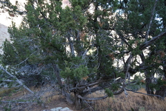 Juniperus monosperma