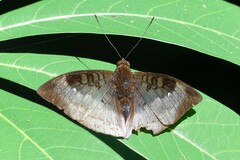 Euthalia monina kesava