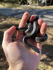 Lampropeltis holbrooki