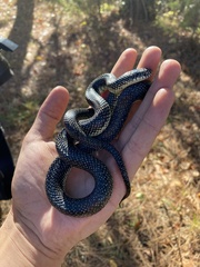 Lampropeltis holbrooki