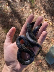 Lampropeltis holbrooki