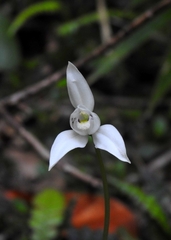 Codonorchis lessonii