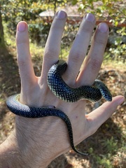 Lampropeltis holbrooki