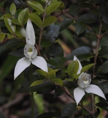 Codonorchis lessonii