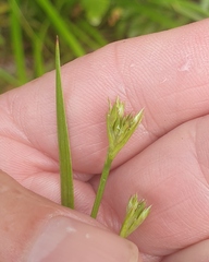 Juncus prismatocarpus