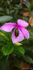 Lagria villosa