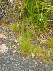 Juncus prismatocarpus