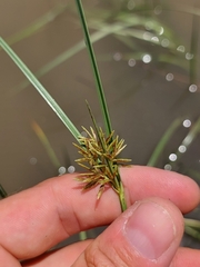 Cyperus longus tenuiflorus