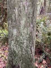 Cladonia ochrochlora