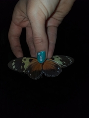 Heliconius hecale melicerta