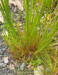 Juncus prismatocarpus