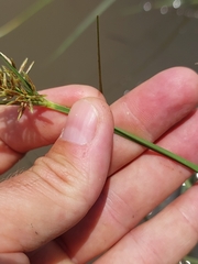 Cyperus longus tenuiflorus