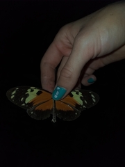 Heliconius hecale melicerta