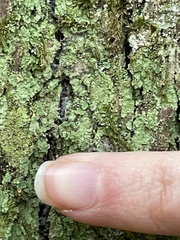 Cladonia ochrochlora