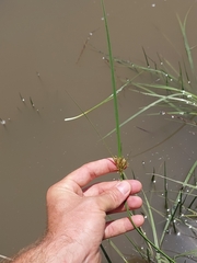 Cyperus longus tenuiflorus