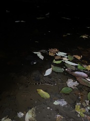 Ambystoma annulatum