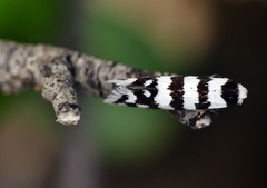 Lepidoscia cataphracta