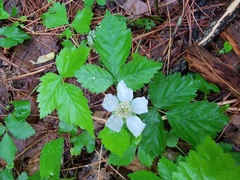 Rubus flagellaris