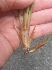 Juncus prismatocarpus