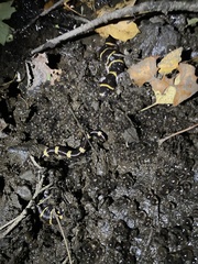 Ambystoma annulatum