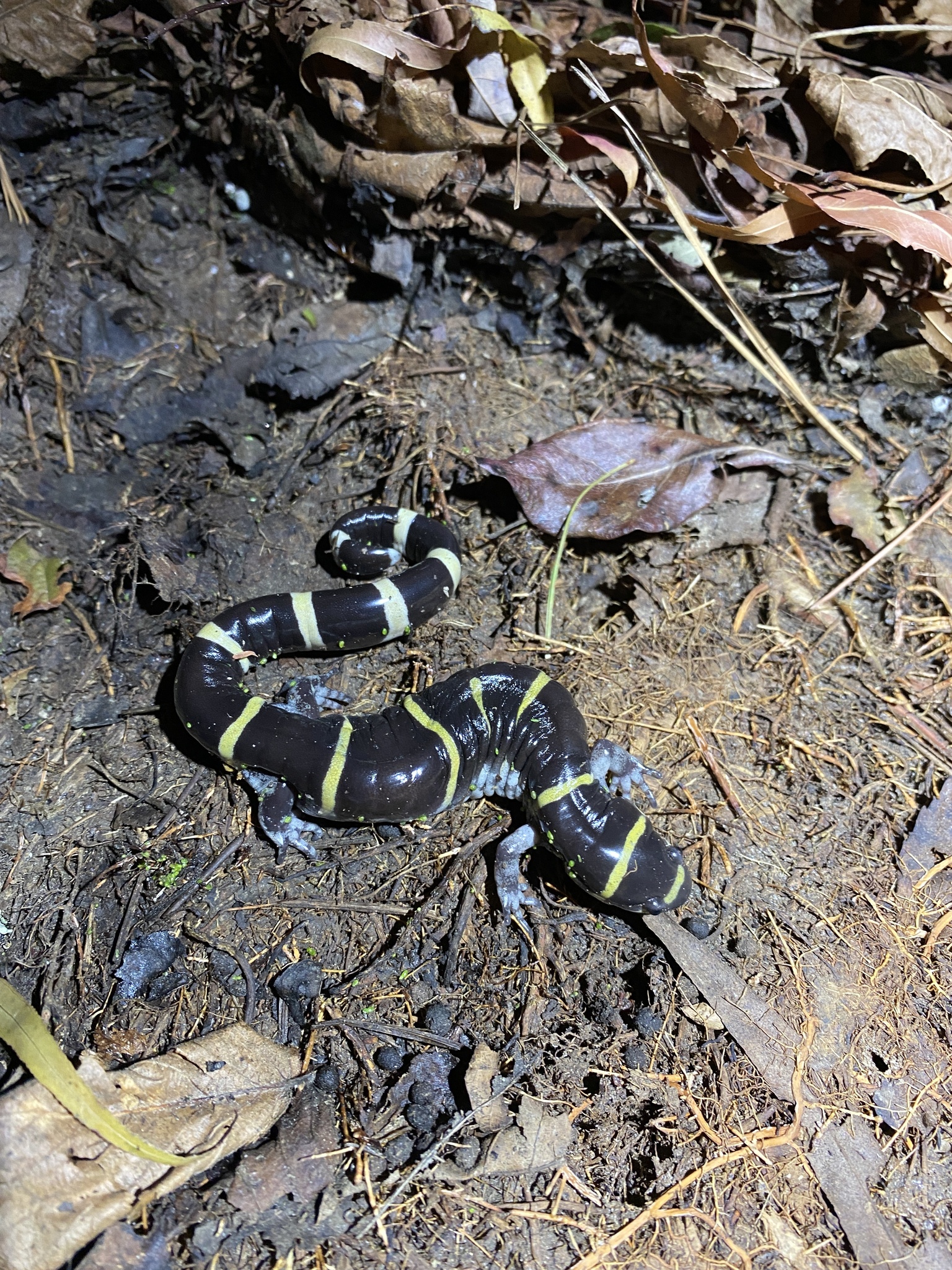 ringed salamander
