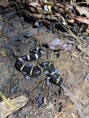 Ambystoma annulatum