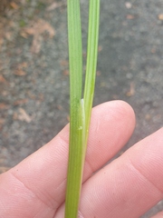 Juncus prismatocarpus