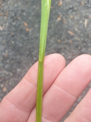 Juncus prismatocarpus