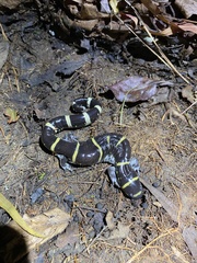 Ambystoma annulatum