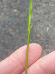 Juncus prismatocarpus