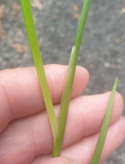 Juncus prismatocarpus