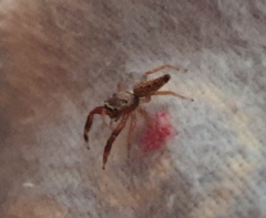 Lepidemathis cavinti