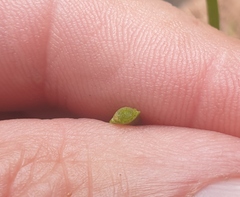 Juncus prismatocarpus