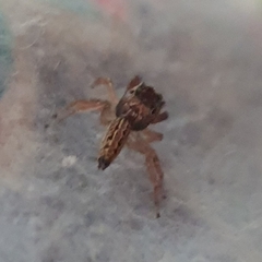 Lepidemathis cavinti