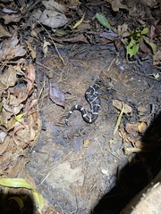 Ambystoma annulatum