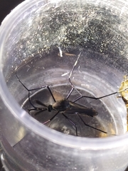 Toxorhynchites speciosus