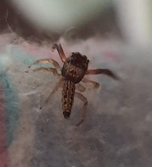 Lepidemathis cavinti