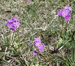Primula algida
