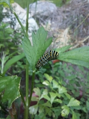 Papilio polyxenes