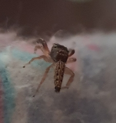 Lepidemathis cavinti