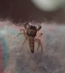 Lepidemathis cavinti